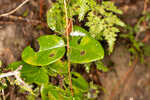 Trumpet honeysuckle